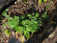Agrimonia rostellata