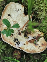 Calcipostia guttulata