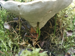 Calcipostia guttulata