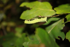 Paonias excaecata