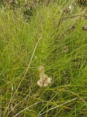 Equisetum