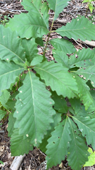 Quercus montana