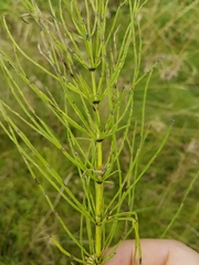 Equisetum