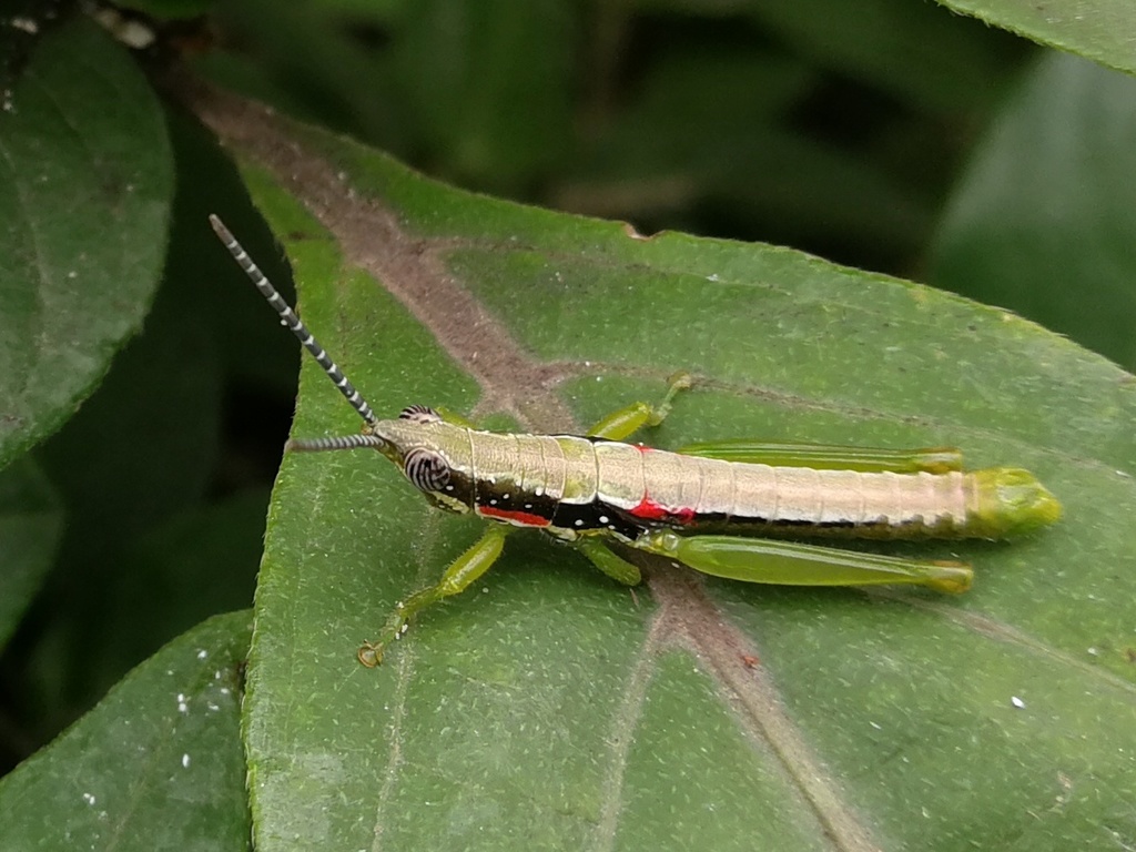 Orthacridini