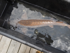 Acipenser fulvescens