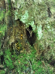 Calycina