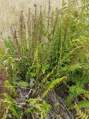 Struthiopteris spicant