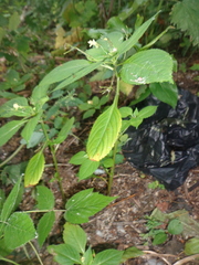 Impatiens parviflora