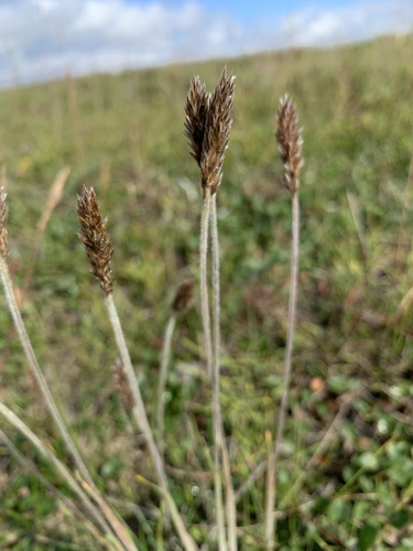 Oriental Junegrass (Koeleria asiatica)