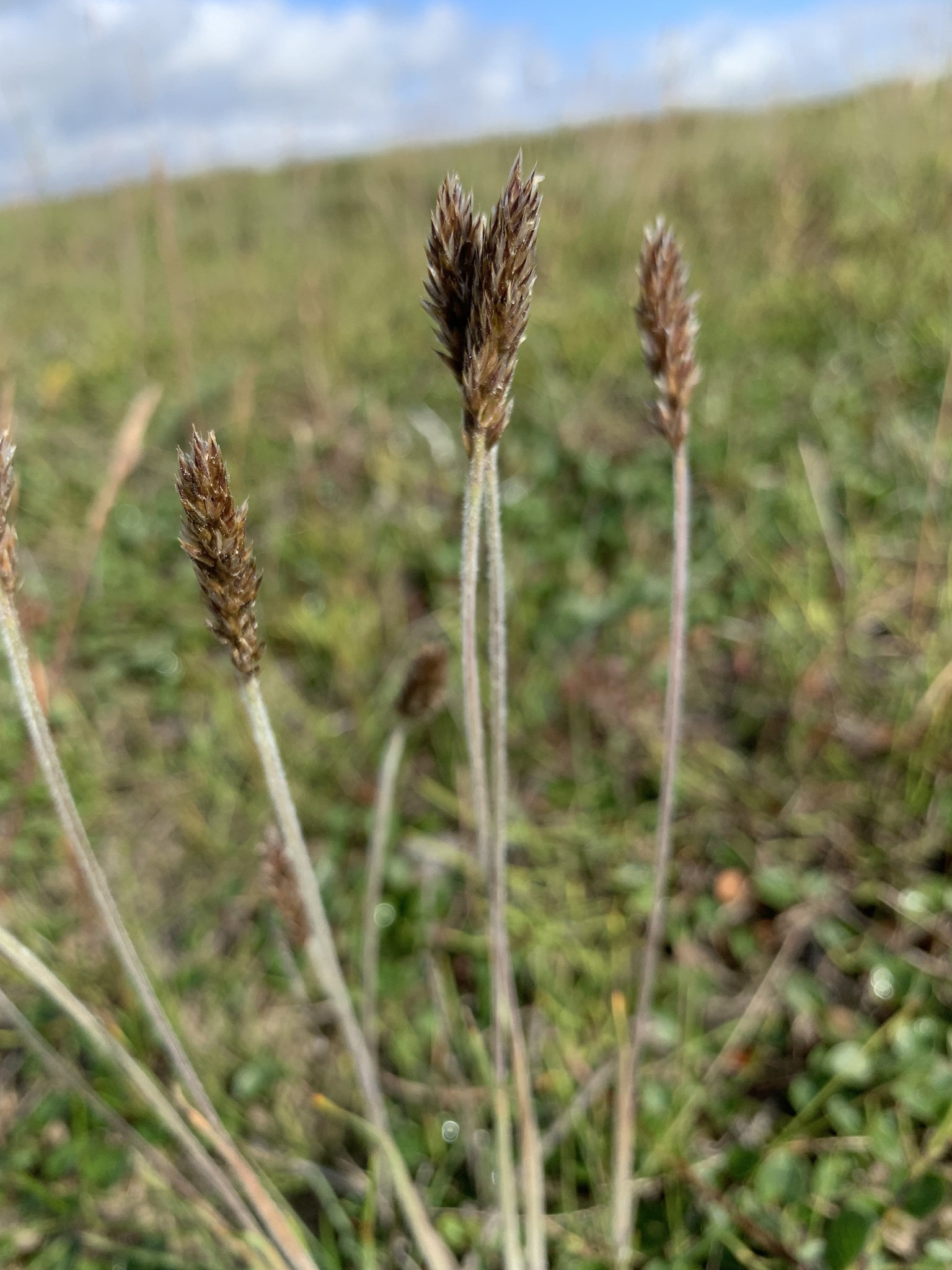 Oriental Junegrass (Koeleria asiatica)