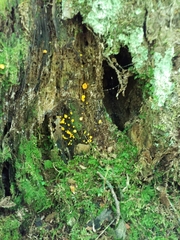 Calycina