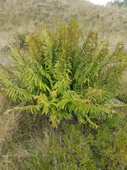 Dryopteris affinis cambrensis