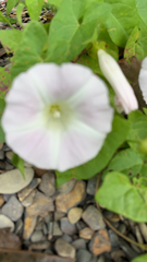 Calystegia sepium