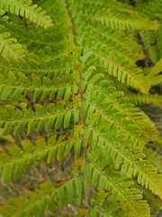 Dryopteris affinis cambrensis