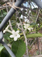 Stephanotis floribunda