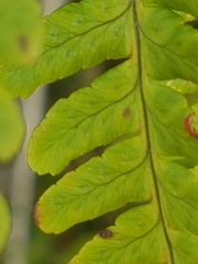 Dryopteris affinis cambrensis