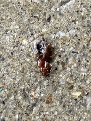 Elaphropus
