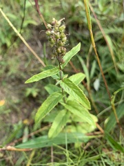 Veronica longifolia