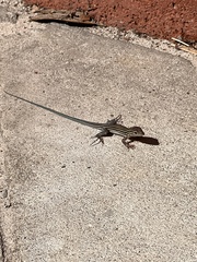 Aspidoscelis sexlineatus