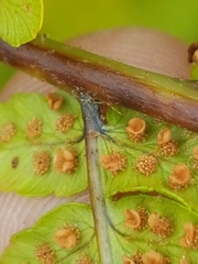 Dryopteris affinis cambrensis