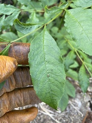 Fraxinus uhdei