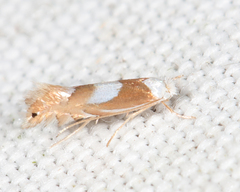 Phyllonorycter fitchella