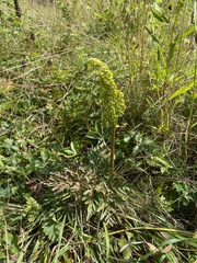 Sceptridium dissectum