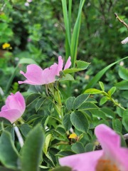 Rosa canina