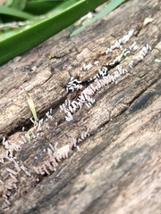 Stemonitidaceae