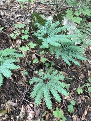 Adiantum pedatum