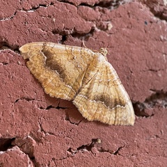 Camptogramma bilineata