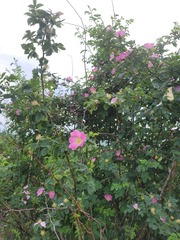 Rosa canina