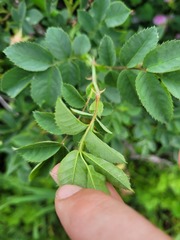 Rosa canina