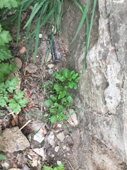 Trigonotis peduncularis