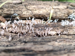 Stemonitidaceae