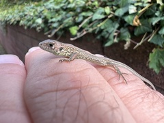 Lacerta agilis