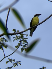 Megarynchus pitangua