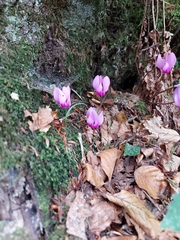 Cyclamen purpurascens