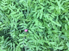 Vicia sativa