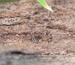 Stemonitidaceae
