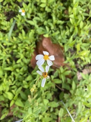 Bidens alba
