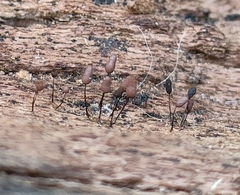Stemonitidaceae