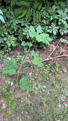 Ampelopsis glandulosa