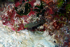 Koumansetta rainfordi