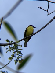 Megarynchus pitangua