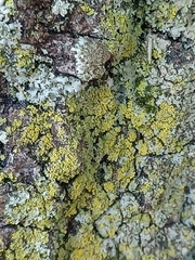 Candelaria concolor