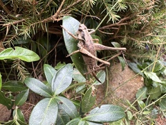 Pholidoptera griseoaptera