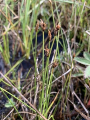Carex chordorrhiza