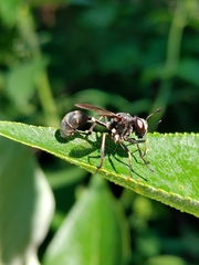 Physocephala tibialis