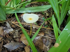 Leucocoprinus fragilissimus